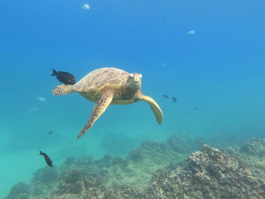 Oahu Snorkeling with Turtles, Water Scooter, Paddleboard - Paddleboarding in open waters: what you’ll likely do and what to check