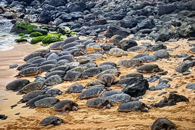Oahu to Maui 1 Day Trip : Road to Hana Day Trip from Oahu with Air Ticket - The Hana Highway Drive: Waterfalls, Rain Forest Stops, and Sea Turtles
