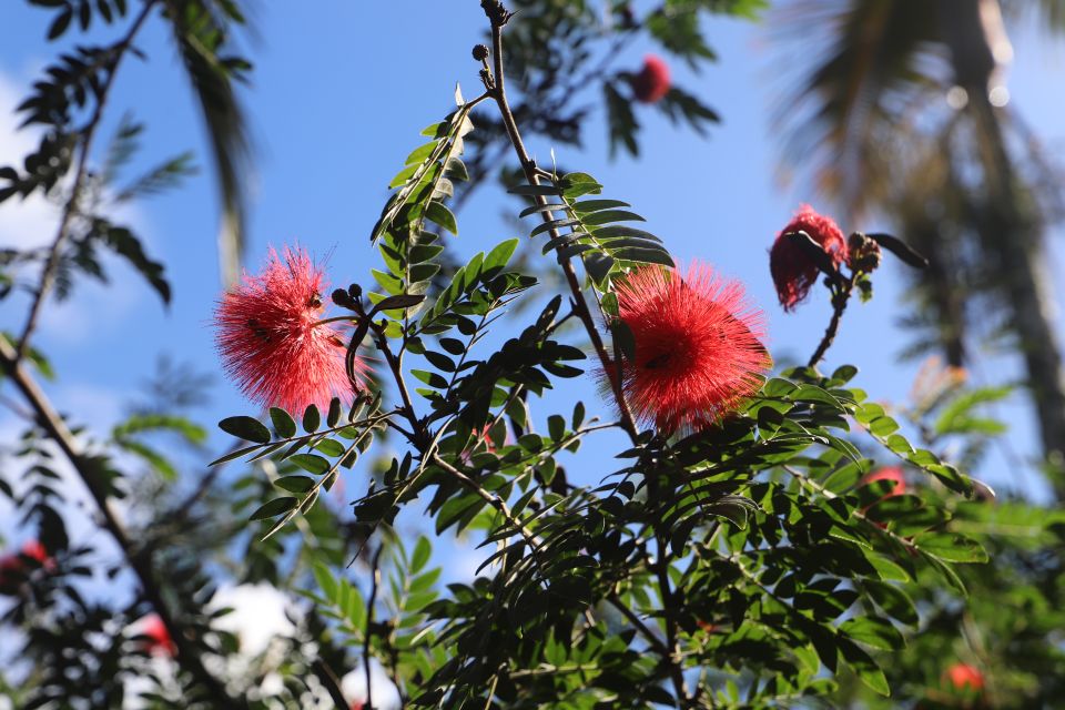 Oahu: Valley of Waimea Falls Swim & Hike with Lunch & Dole - Learning Hawaiian Culture the Non-Museum Way