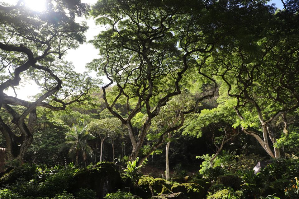 Oahu: Valley of Waimea Falls Swim & Hike with Lunch & Dole - Price and Value: What You’re Paying For at $134
