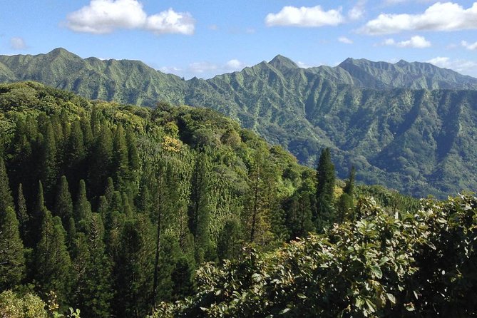 Oahu Volcanic Rainforest Hiking Adventure - What your guide actually does on the hike
