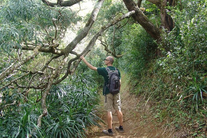 Oahu Volcanic Rainforest Hiking Adventure - Value check: is $92.31 worth 3.5 hours?