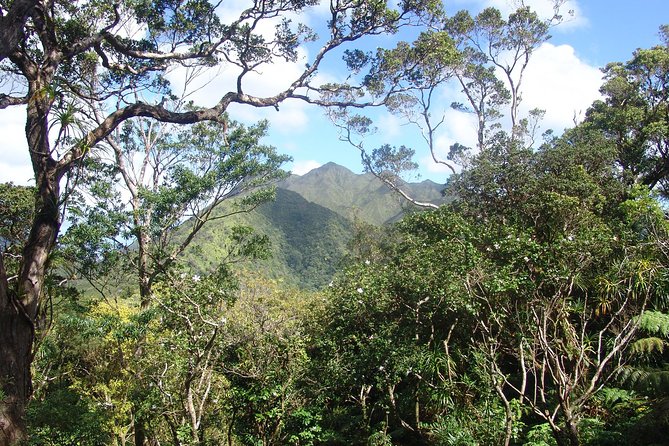 Oahu Volcanic Rainforest Hiking Adventure - Pickup, timing, and group size in Honolulu