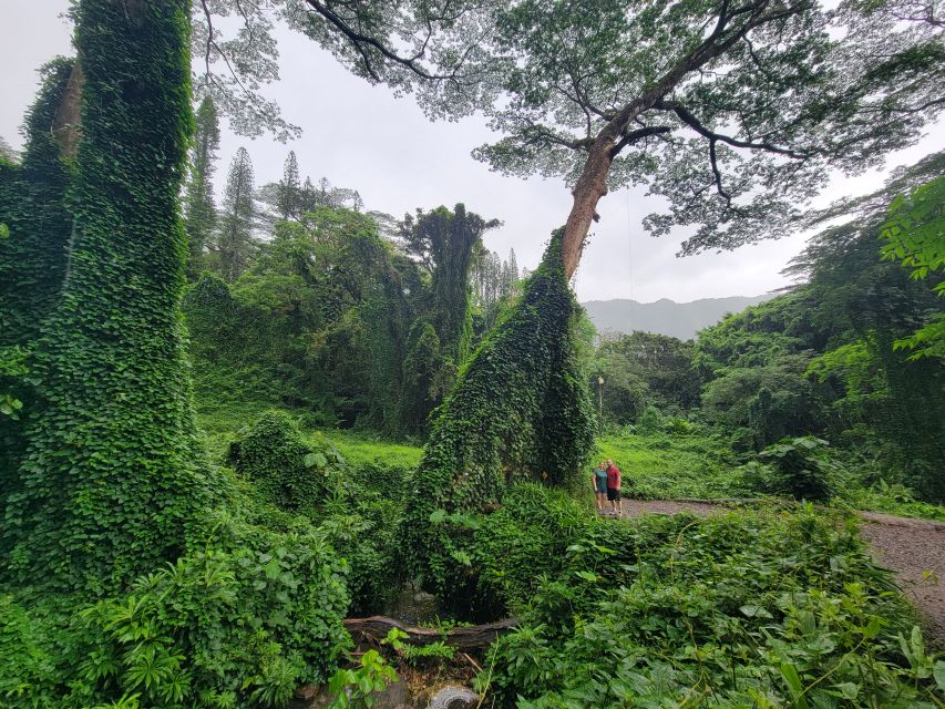 Oahu: Waikiki E-Bike Ride and Manoa Falls Hike - The Manoa Falls hike: rainforest trail, waterfall payoff, and real pacing