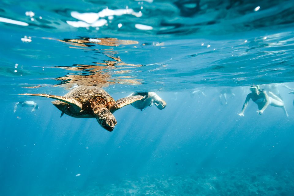 Oahu: Waikiki Turtle Snorkeling Adventure - Key points worth knowing before you go