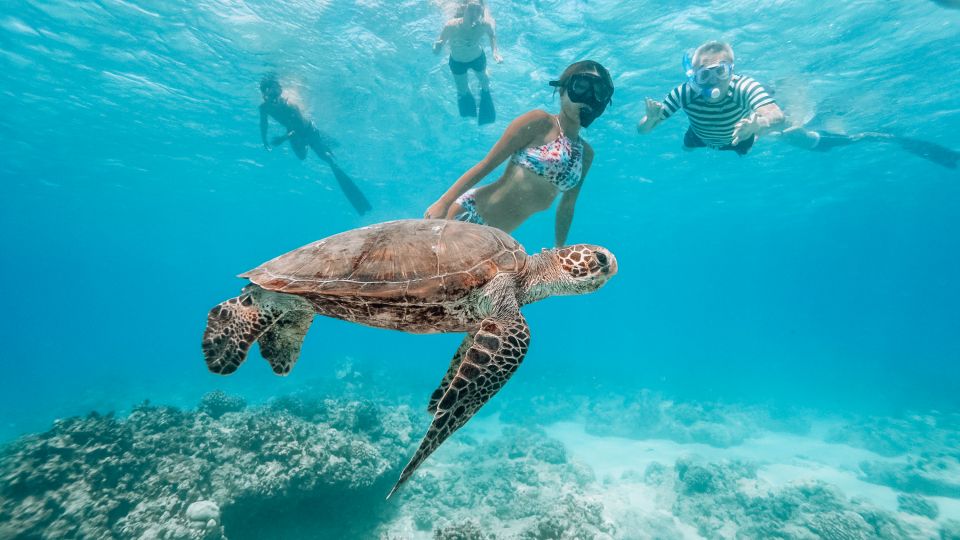 Oahu: Waikiki Turtle Snorkeling Adventure - A Smaller Waikiki Snorkel That Feels Like Your Own Boat