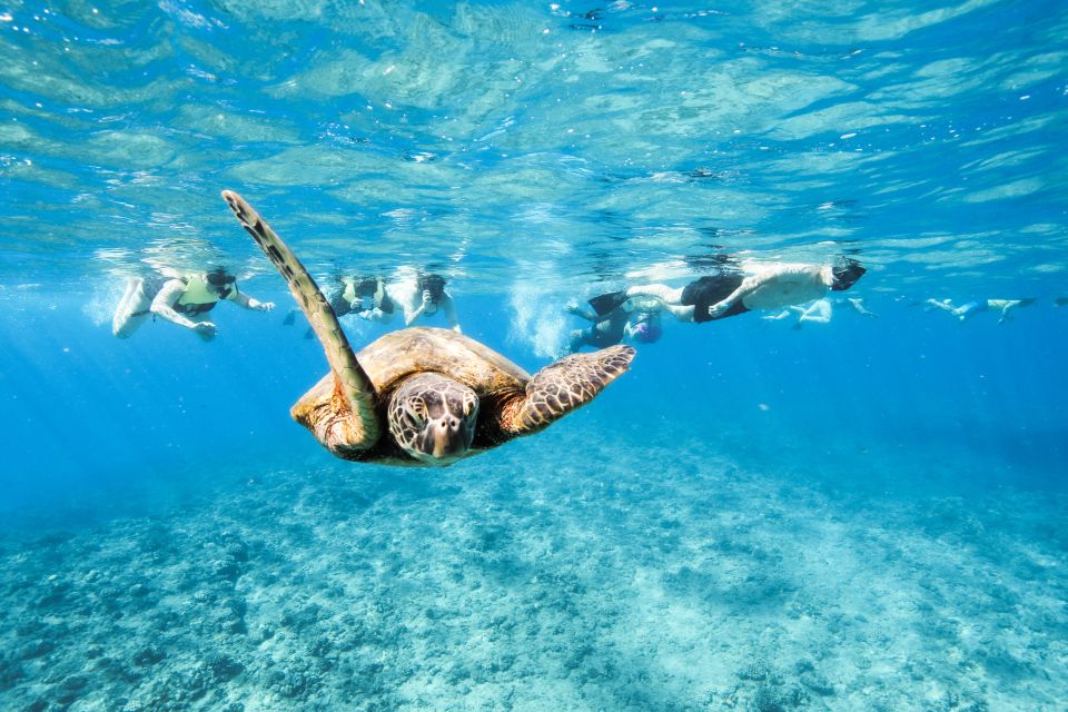 Oahu: Waikiki Turtle Snorkeling Adventure - Cruising Out: Diamond Head Views and the Start of Turtle Spotting