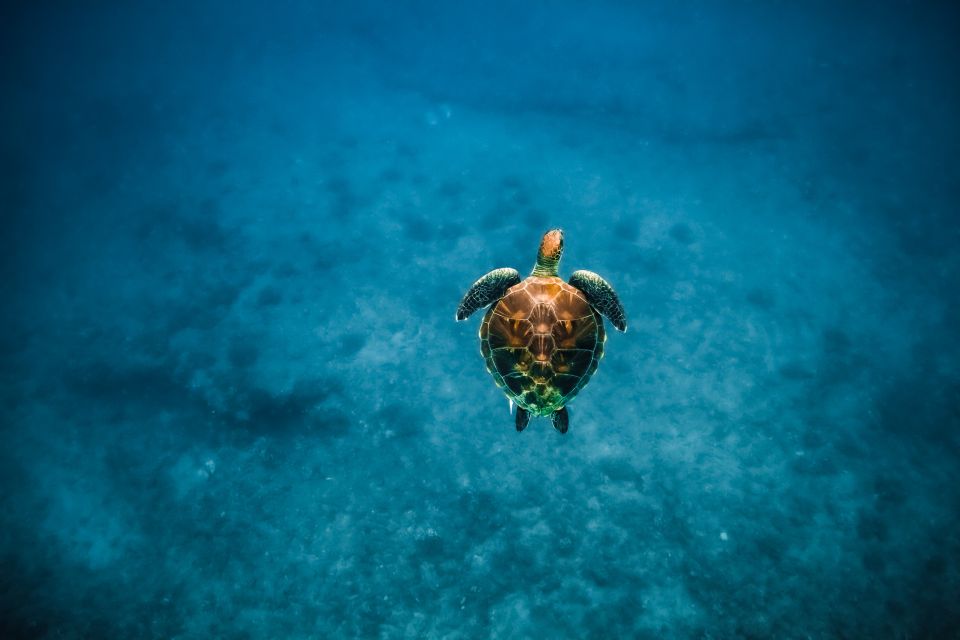 Oahu: Waikiki Turtle Snorkeling Adventure - After the Snorkel: Bring Your Own Food and Stay Comfortable