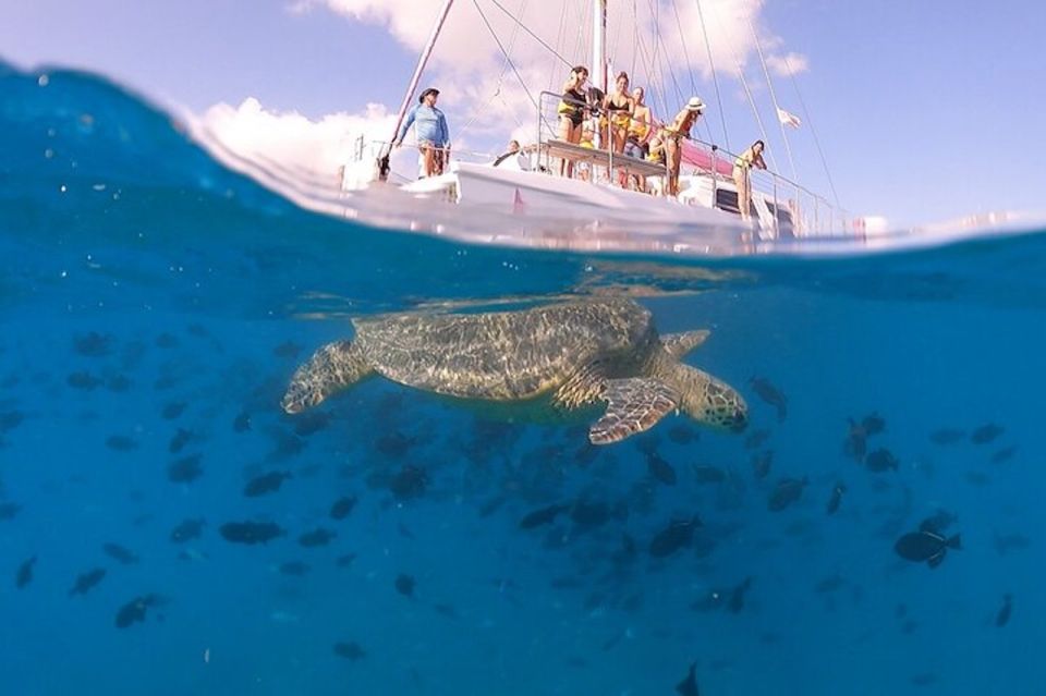 Oahu: Waikiki Turtle Snorkeling Adventure Cruise - Pink Sails Waikiki: where your 2-hour turtle cruise really starts