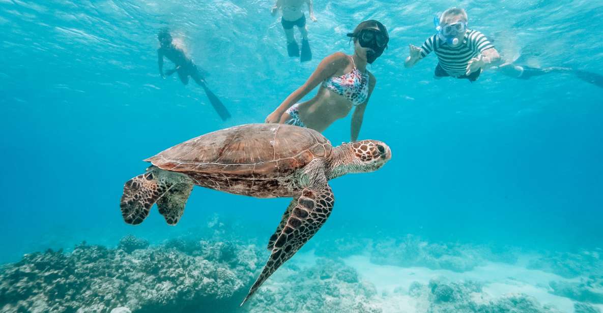 Oahu: Waikiki Turtle Snorkeling Adventure - Meeting at Waikiki: Pickup Timing and What to Pack