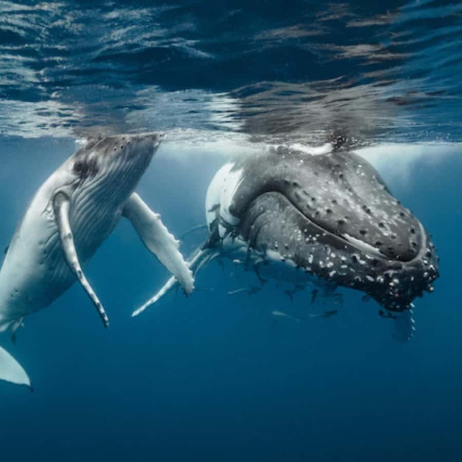 Oahu: Waikiki Whale Watch Boat Tour - Key points before you go