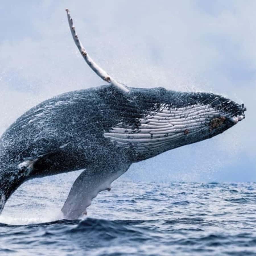 Oahu: Waikiki Whale Watch Boat Tour - Humpback whales: what you might spot and what you can’t control