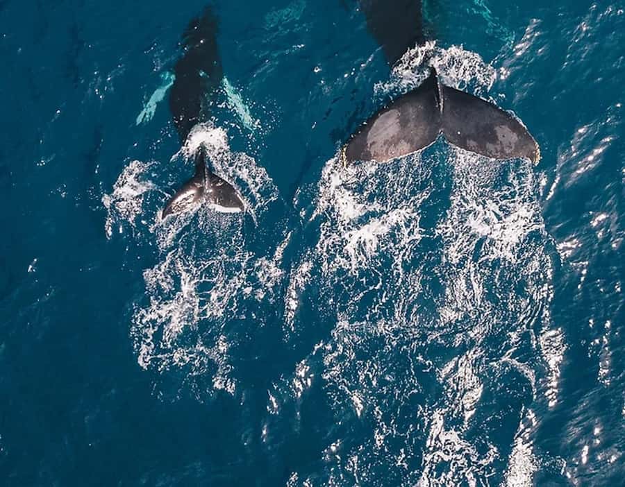Oahu: Waikiki Whale Watch Boat Tour - Price and value: is $94 a fair deal for 2 hours on the water?