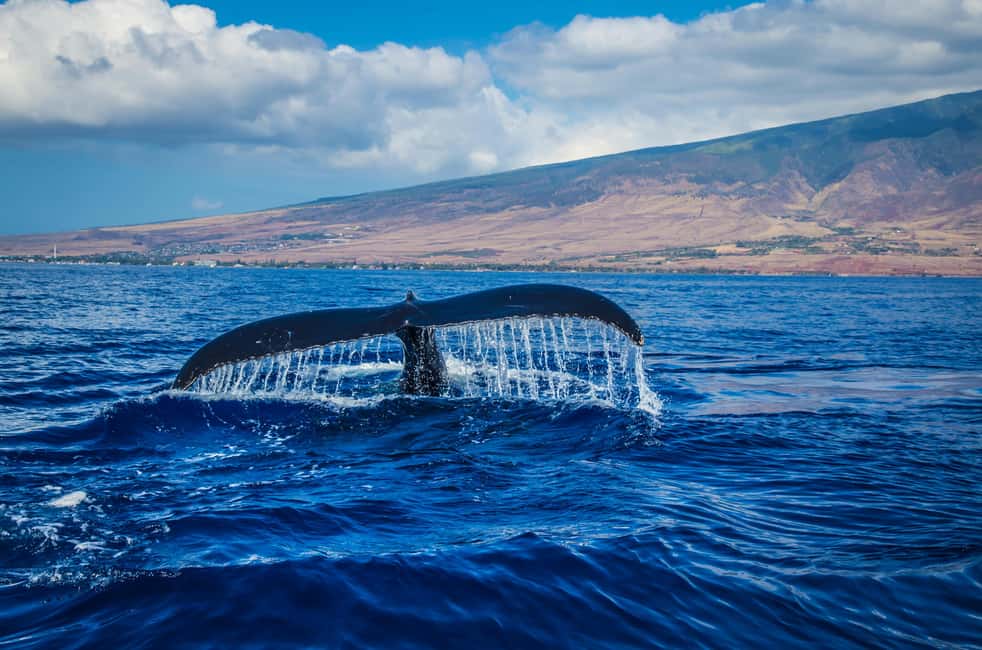 Oahu: Waikiki Whale Watching Cruise - Key Things You’ll Notice on This Waikiki Whale Watching Cruise