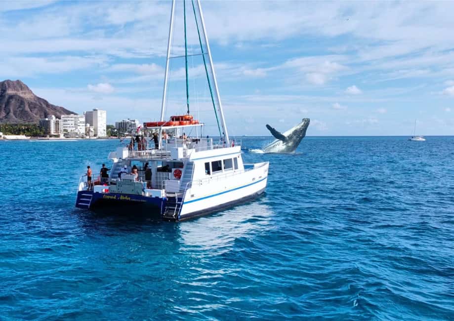 Oahu: Waikiki Whale Watching Cruise - Why This Oahu Whale Cruise Feels Built for Real Whale Spotting