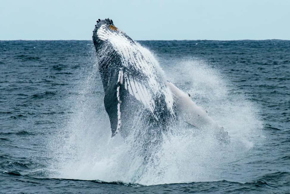 Oahu: Waikiki Whale Watching Cruise - The 2-Hour Waikiki Whale Watching Route: What the Time Is For