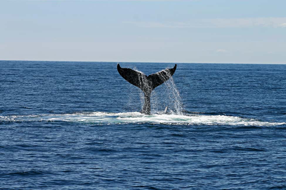Oahu: Waikiki Whale Watching Cruise - Onboard Comfort That Helps You Enjoy the Waiting
