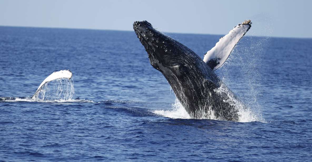 Oahu: Waikiki Whale Watching Tour-Donut and Coffee Included - Key highlights worth your attention