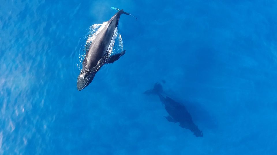 Oahu: Waikiki Whale Watching Tour-Donut and Coffee Included - From Waikiki pickups to Kewalo Basin Harbor: the boat day logistics you actually need