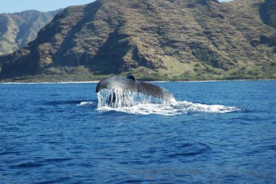 Oahu: Waikiki Whale Watching Tour-Donut and Coffee Included - The E Ho Mai ceremony: a cultural start that sets the tone