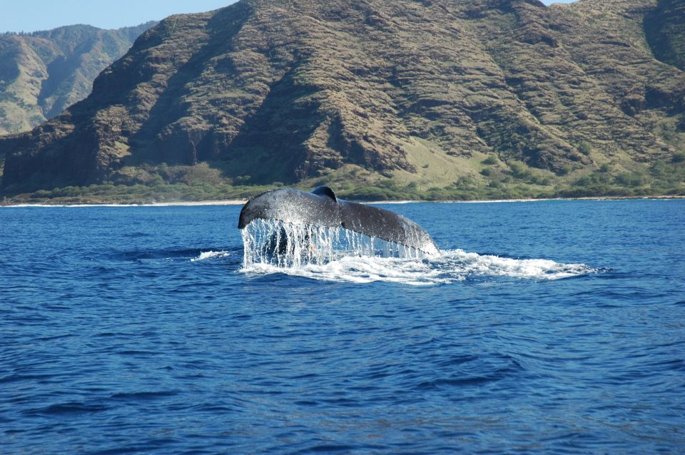 Oahu: Waikiki Whale Watching Tour-Donut and Coffee Included - The E Ho Mai ceremony: a cultural start that sets the tone