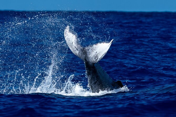 Oahu Whale Watch Tour & Waikiki Sunset Boat Tour - Key Highlights You’ll Actually Care About