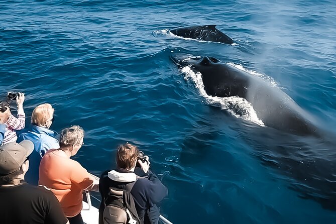 Oahu Whale Watch Tour & Waikiki Sunset Boat Tour - Two and a Half Hours on the Water: Whale Watch Meets Waikiki Views