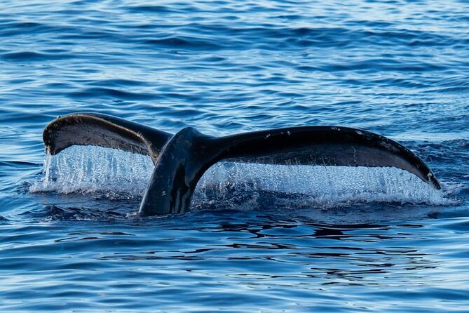Oahu Whale Watch Tour & Waikiki Sunset Boat Tour - Morning or Sunset: Picking the Right Cruise for Your Mood