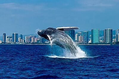 Oahu Whale Watch Tour & Waikiki Sunset Boat Tour - Where You Start: Kewalo Basin Harbor and Slip F16