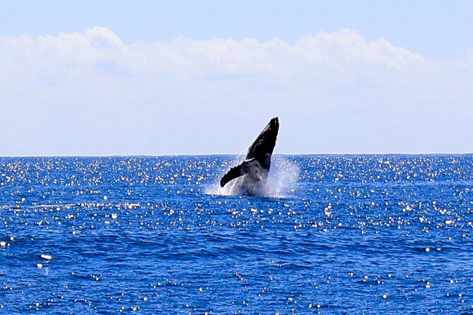 Oahu Whale Watch Tour & Waikiki Sunset Boat Tour - Out on the Water: How the Whale Watch Portion Feels