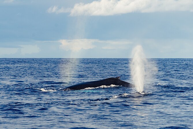 Oahu Whale Watch Tour & Waikiki Sunset Boat Tour - Sunset Bonus: Hot Cocoa, Cozy Drinks, and Waikiki Color