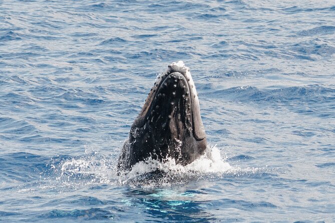 Oahu Whale Watch Tour & Waikiki Sunset Boat Tour - Price and Value: Is $80 Reasonable for This Oahu Tour?