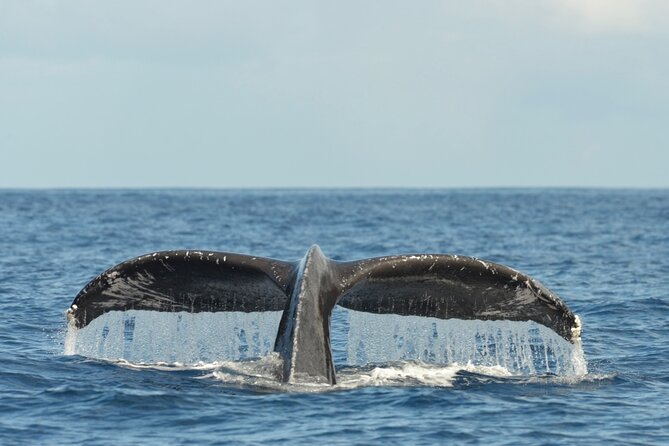 Oahu Whale Watch Tour & Waikiki Sunset Boat Tour - What to Bring: Food, Alcohol Rules, and Practical Packing