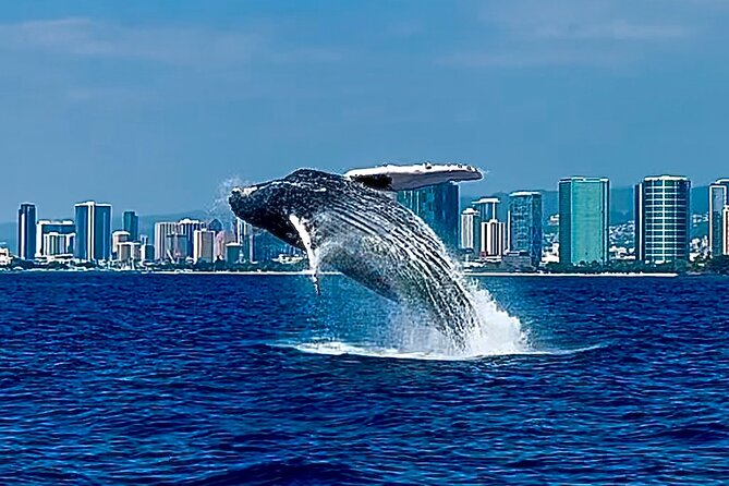 Oahu Whale Watch Tour & Waikiki Sunset Boat Tour - Where You Start: Kewalo Basin Harbor and Slip F16