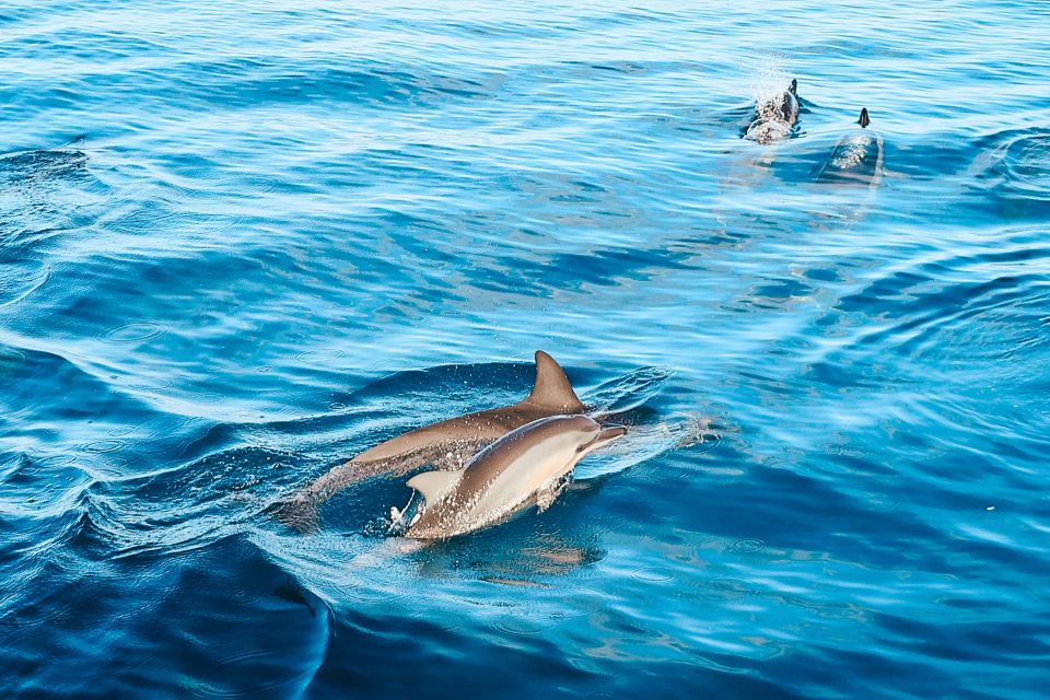 Oahu: Wild Dolphins Swim Turtle Snorkel Tour & Waterslide - Waianae to Makaha: How This Route Shapes Your Day