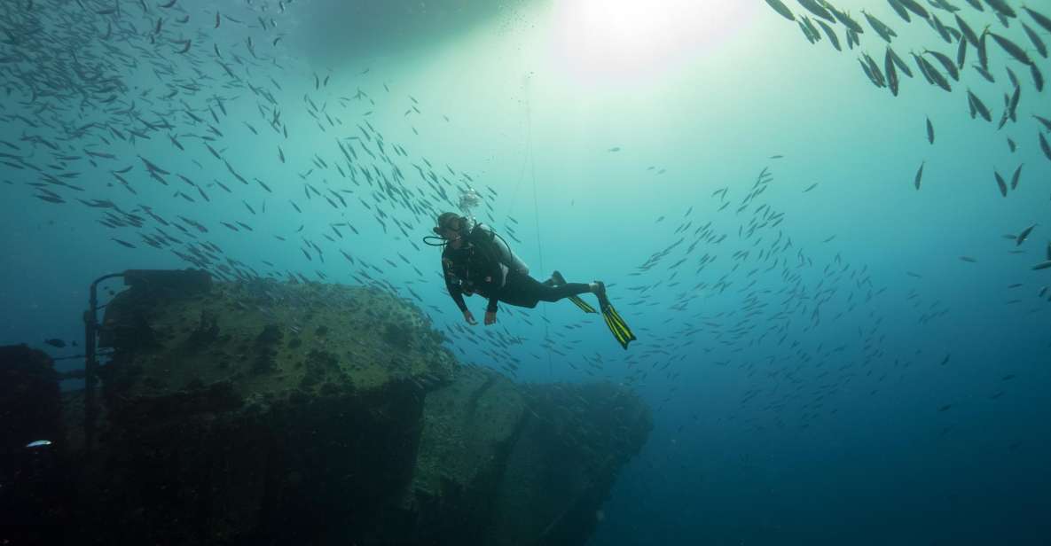 Oahu: Wreck & Reef Scuba Dive for Certified Divers - Wildlife Spotting Tips: What to Watch For, Where, and Why