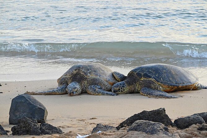 Oahu's Cheapest Circle Island Tour - Comfort on a long day: what to pack and how to keep your energy
