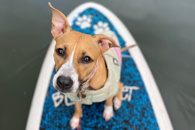 Paddle Board North Shore with Rescue Dogs - Blue Planet Hale’iwa: where you get ready fast