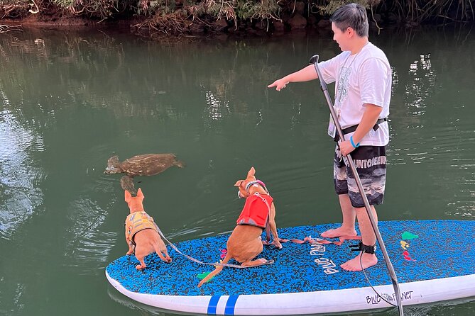 Paddle Board North Shore with Rescue Dogs - Your guide’s job: teaching, managing, and photographing