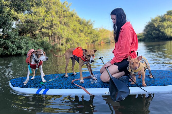 Paddle Board North Shore with Rescue Dogs - After the paddle: shower time, stories, and closure