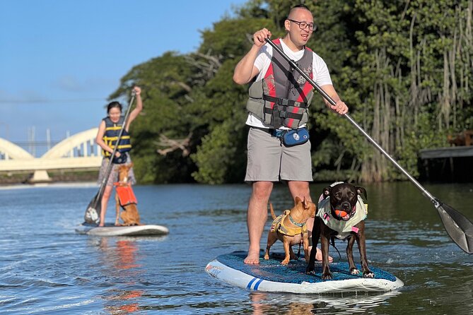 Paddle Board North Shore with Rescue Dogs - Price and value: what $150 really buys you