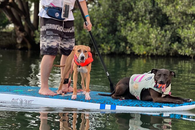 Paddle Board North Shore with Rescue Dogs - Who this tour fits best (and who may want something else)