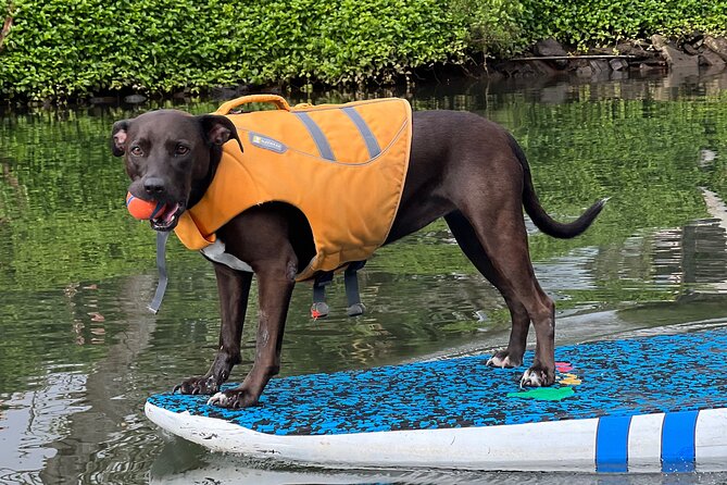 Paddle Board North Shore with Rescue Dogs - Practical tips so your session feels smooth