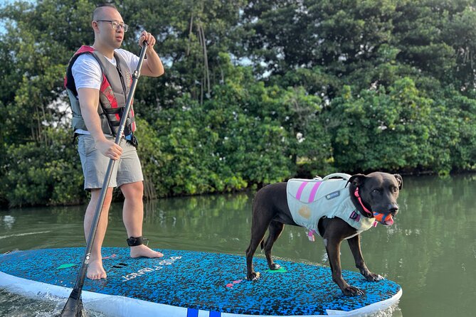 Paddle Board North Shore with Rescue Dogs - Rescue dogs on your board: the hook (and the charm)