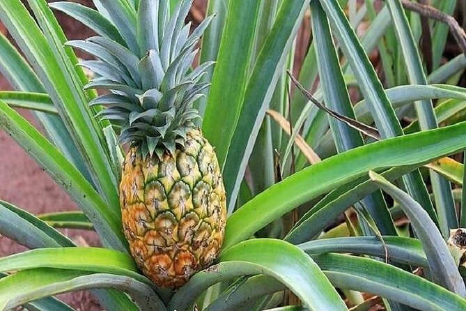 Pearl Harbor, Dole Plantation, and Polynesian Center from Kona - Price and logistics: what $479.99 really buys you from Kona