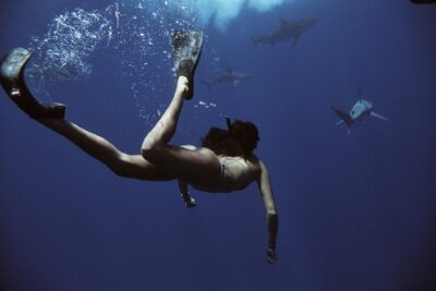Pelagic Shark Dive Tour - Meeting at Island View Hawaii: Start Smooth, Not Stressed