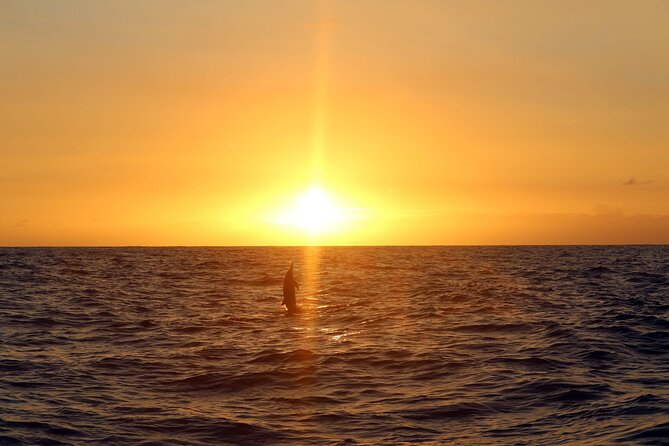 Premium Snorkel Sunset Cruise with Whale and Dolphin Watch - Snorkeling Time in Warm Water: What to Expect Underwater