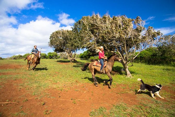 Private Advanced Trail Ride - Oahu Horseback Riding That Actually Moves