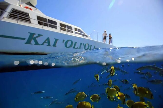 Private and Luxurious Sunset Cruise with Whale & Dolphin Watch - Key points to know before you go
