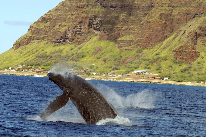 Private and Luxurious Sunset Cruise with Whale & Dolphin Watch - What to bring (and the few things you can skip)